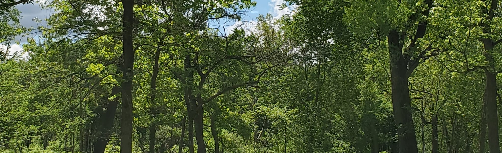 Spears Woods to Willow Springs Loop 65 Reviews, Map Illinois AllTrails