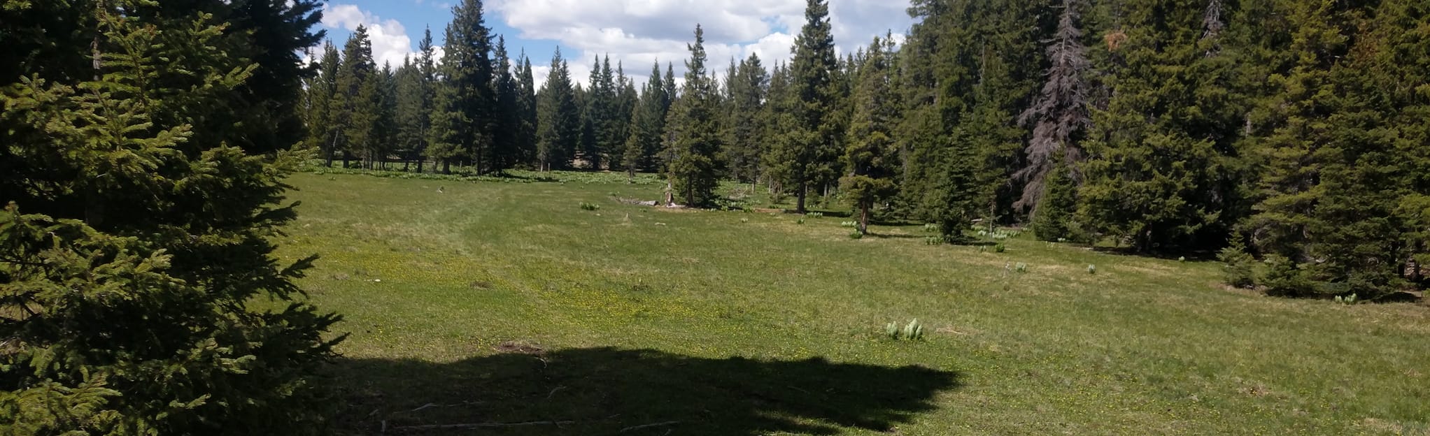 San Pedro Peaks Loop, New Mexico - 23 Reviews, Map | AllTrails