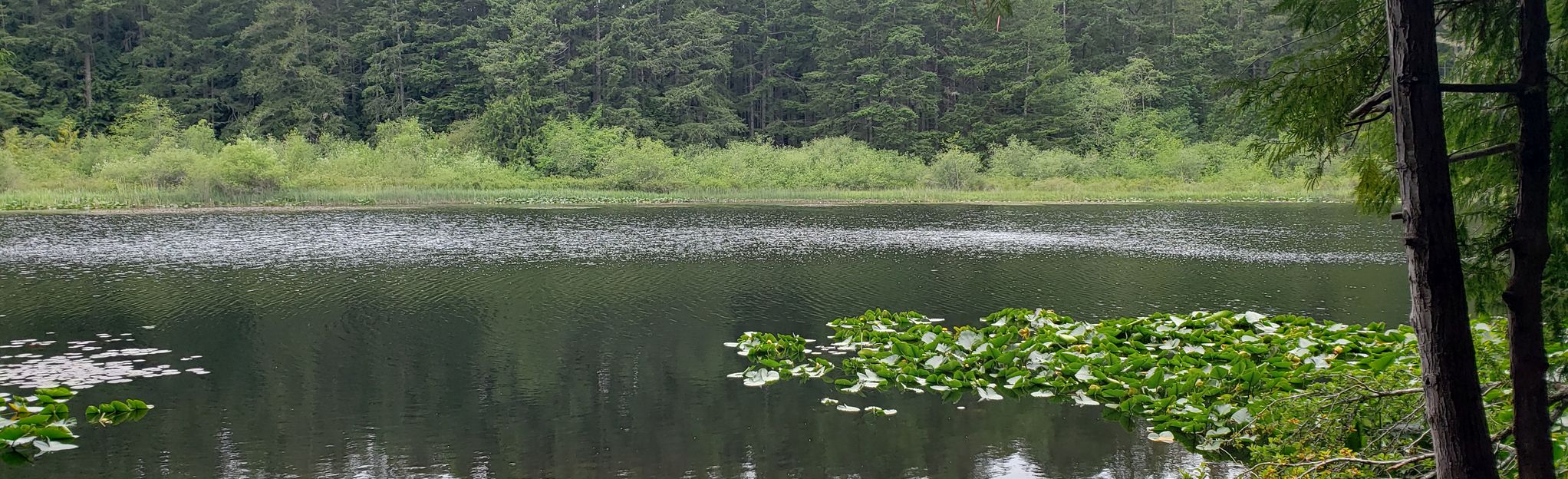 Blinkhorn Lake Loop: 53 Reviews, Map - British Columbia, Canada | AllTrails