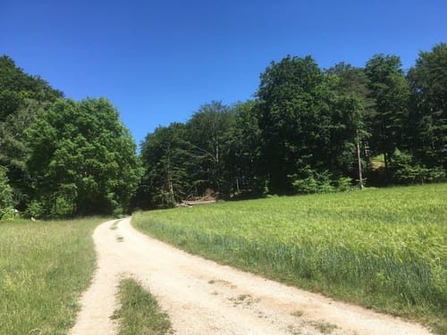 Simmelsdorfer Rundwanderweg Gelb 10