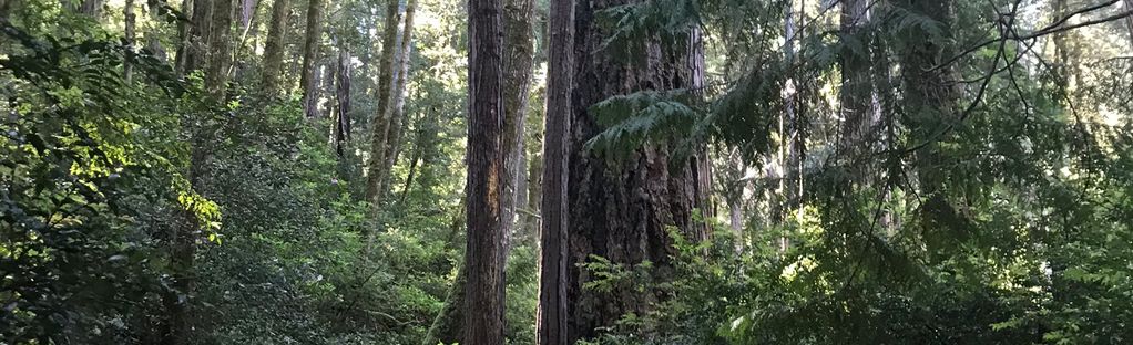 Old Growth Trail