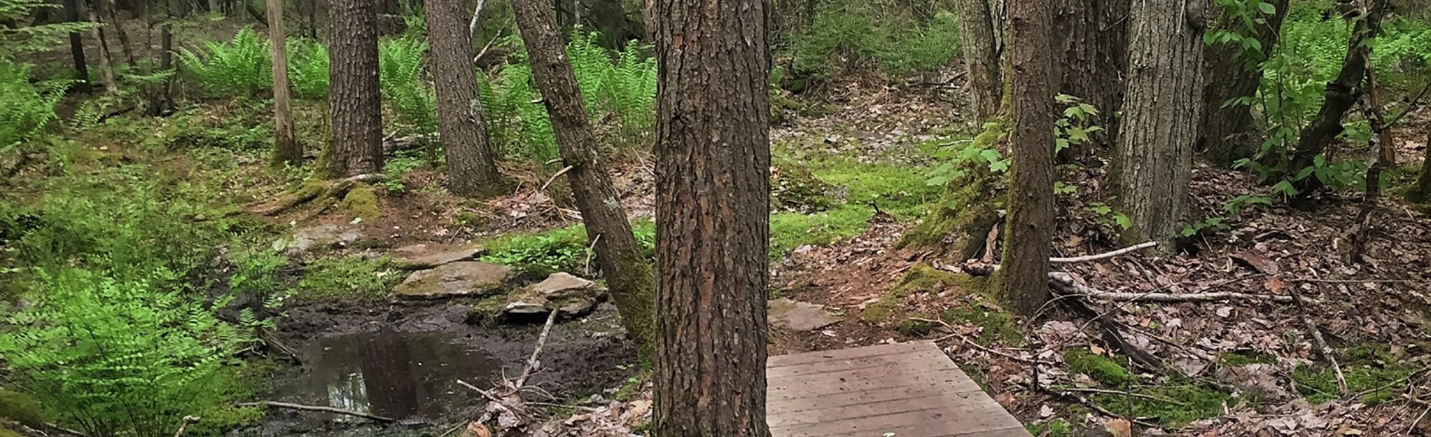 Falmouth Corners White and Orange Trail Loop 3 Reviews, Map Maine