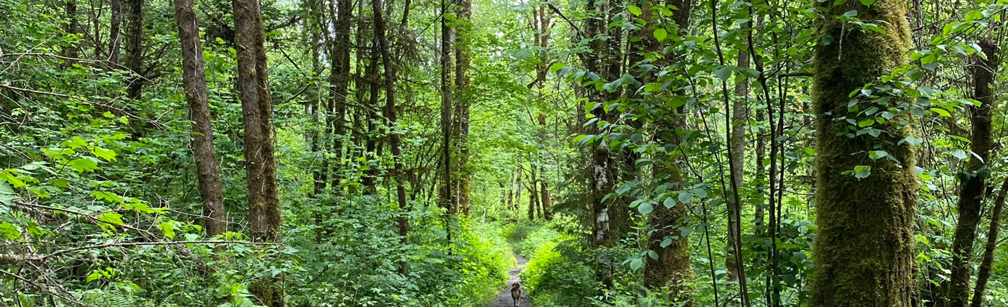 Deming Trail 15 Reviews, Map Washington AllTrails