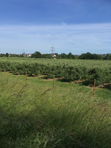 Heidenfahrt bis Budenheim am Rhein