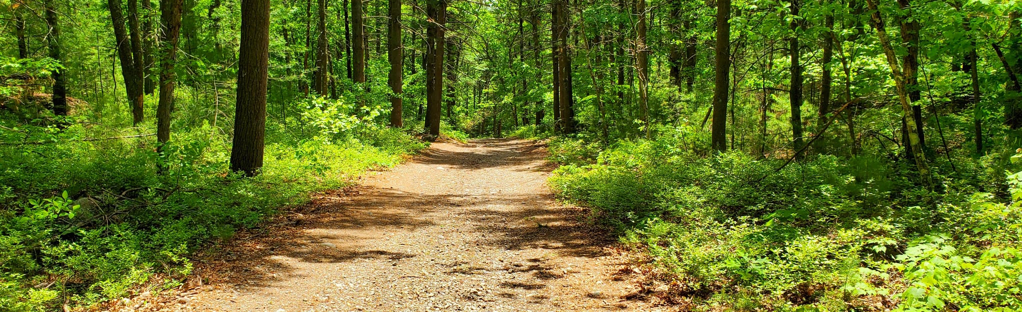 Wolf Meadow Road to High Rock to Dan's Trail Loop: 690 Reviews, Map ...