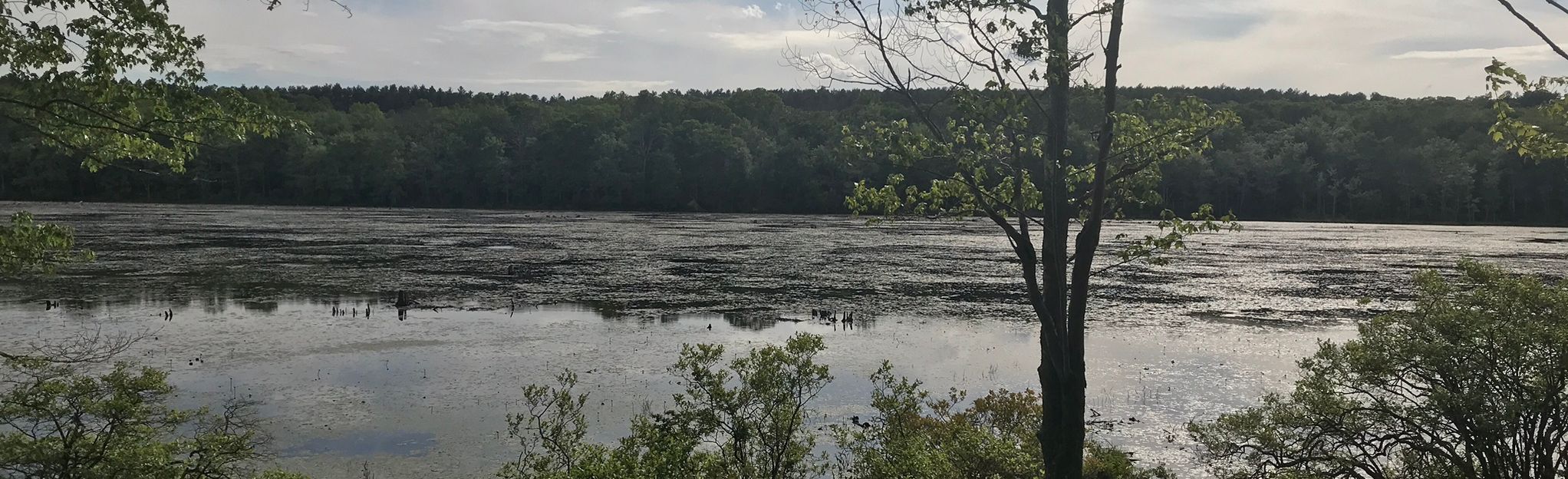 Escape to the Enchanting Natchaug: A Connecticut Gem for Nature Lovers