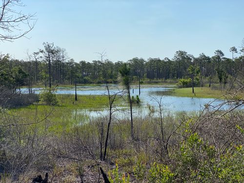 Best 10 Hikes and Trails in Croatan National Forest | AllTrails