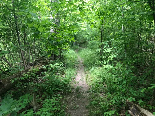 Best Hikes and Trails in Kingsbury Woods Conservation Area | AllTrails