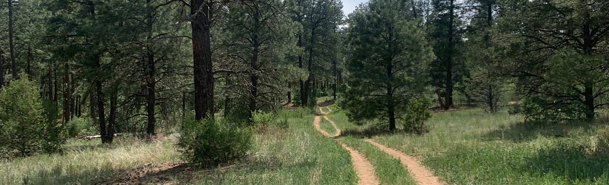 Ponderosa Trail Loop 579 Reviews, Map New Mexico AllTrails