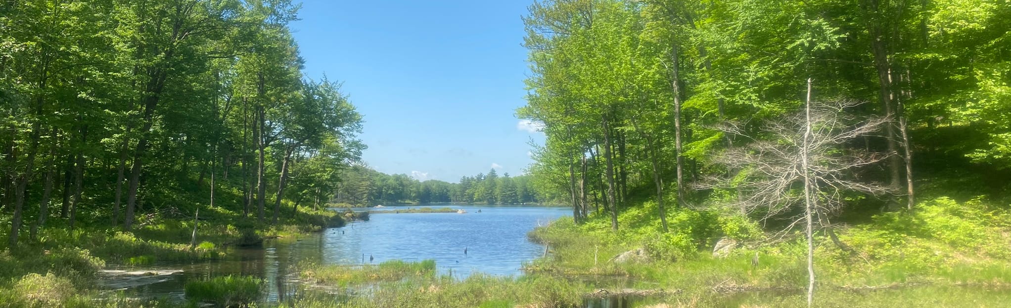 Middle Settlement Lake Trail, New York 189 Reviews, Map AllTrails