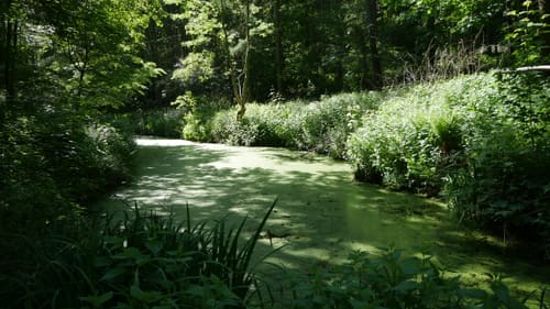 Wittmar Trail