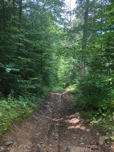 Best Horseback Riding Trails In Daniel Boone National Forest | AllTrails