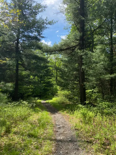 10 Best Short Trails in Bald Eagle State Forest | AllTrails