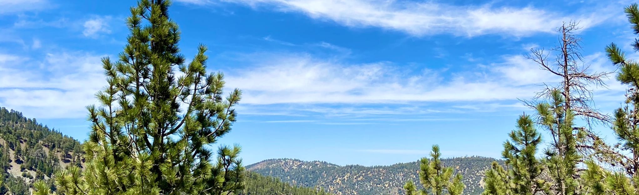 Wright Mountain via Acorn Trail and PCT 246 Reviews, Map California