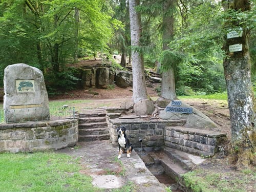 Felsenwald (Premiumwanderweg)