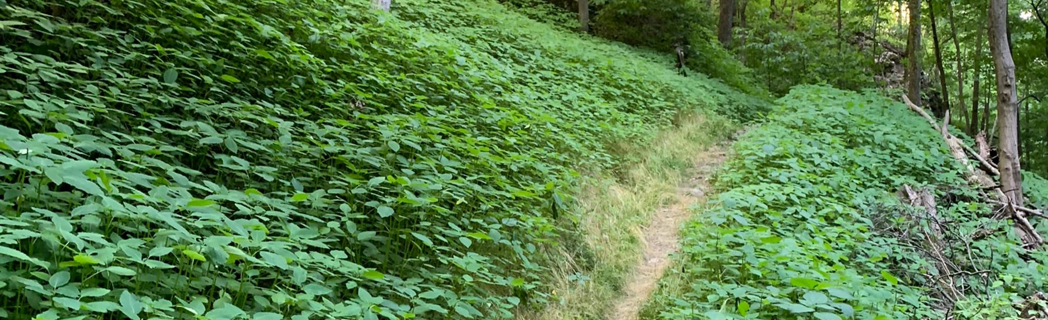 Skylight Cave Lewis Hollow Trail, Virginia 241 Reviews, Map AllTrails