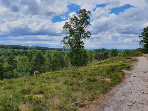 Wulmstorfer Heide