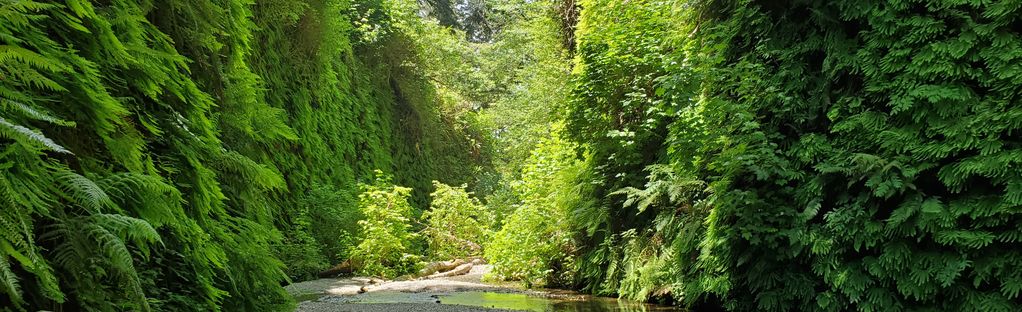 are dogs allowed at fern canyon