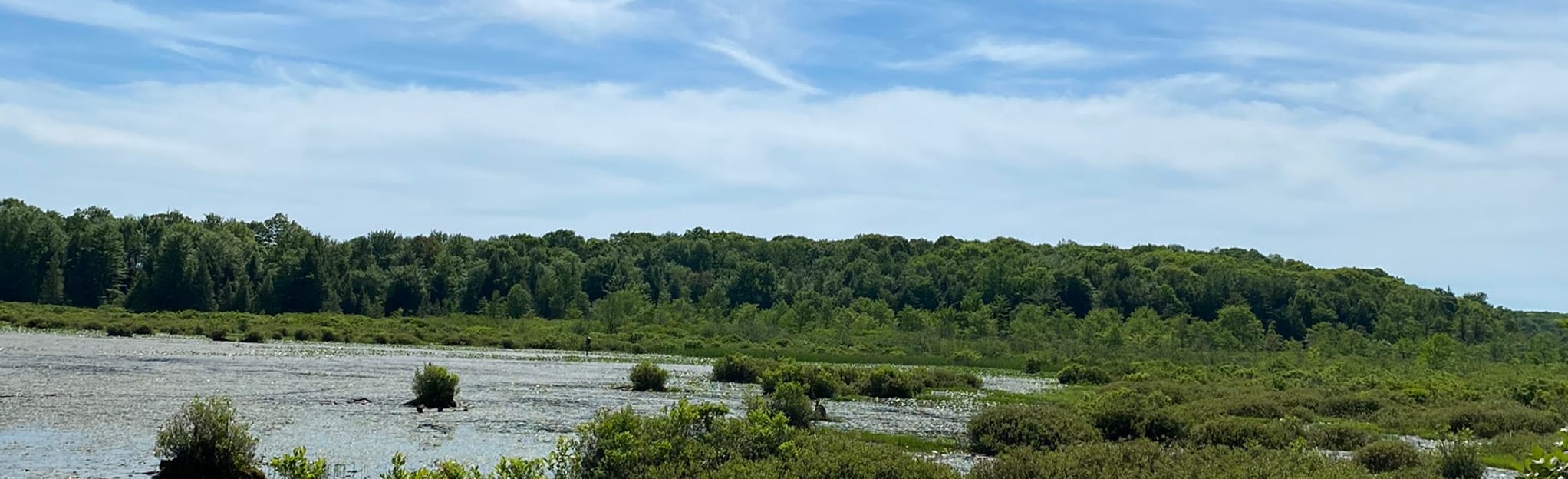 Black Moshannon Bog Trail 63 Reviews, Map Pennsylvania AllTrails