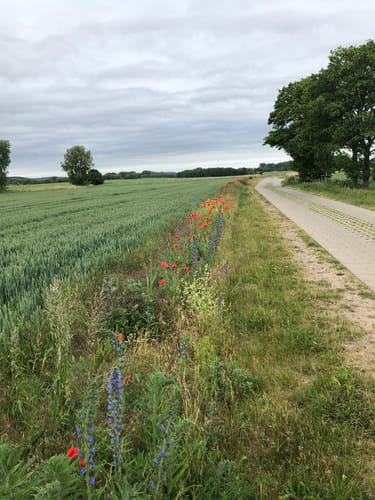 Am Bodden bei Sagard