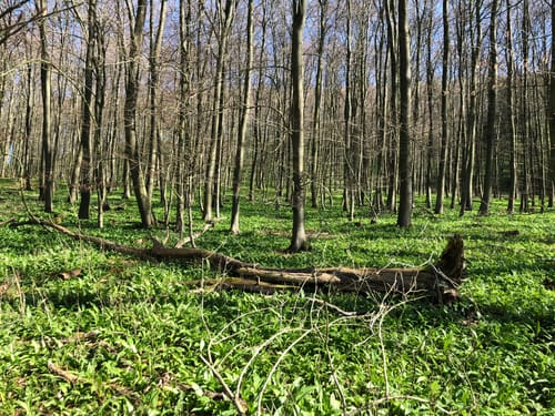 WestfalenWanderWeg Etappe 10: Henglarn - Herbram