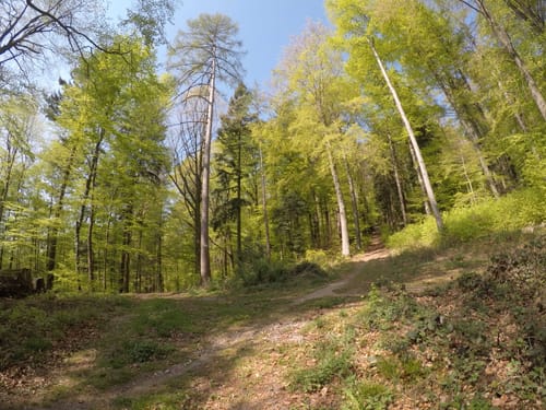 Eichelberg Rundweg