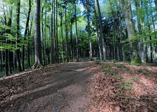 Aussichtsturm Ludwigshöhe und Ebersberger Forst
