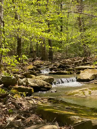 Paradise Falls Trail, Arkansas - 187 Reviews, Map