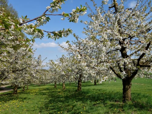 Thuisbrunn nach Kasberg über Rangen