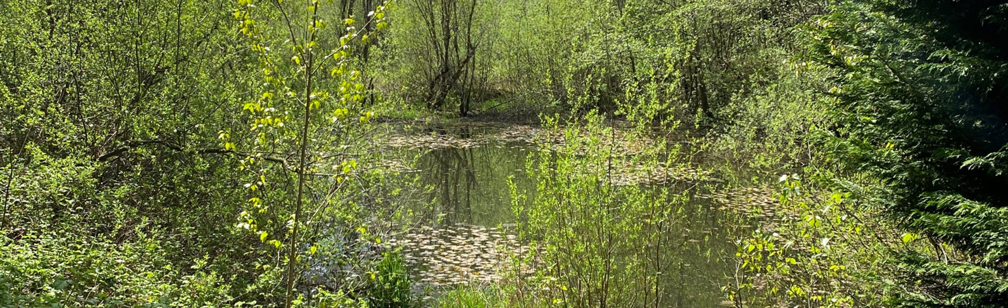 Spirit Ridge Loop via CCFBoeing and Lake to Lake Trail Washington AllTrails
