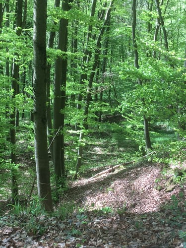 Auf den Großen Gleichberg