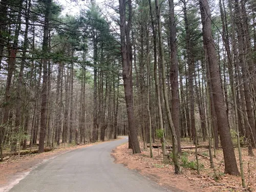 Escape to the Enchanted Forest: Exploring Robinson State Park, Massachusetts