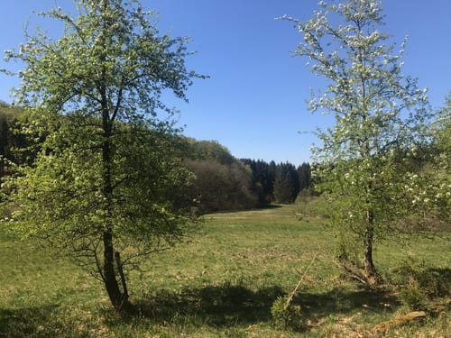 Polnische Köpfe und Conradsberg