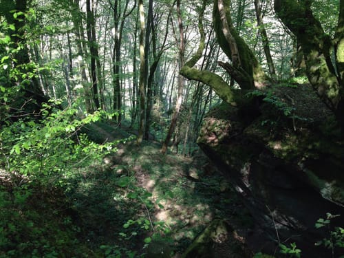 Kälberklamm