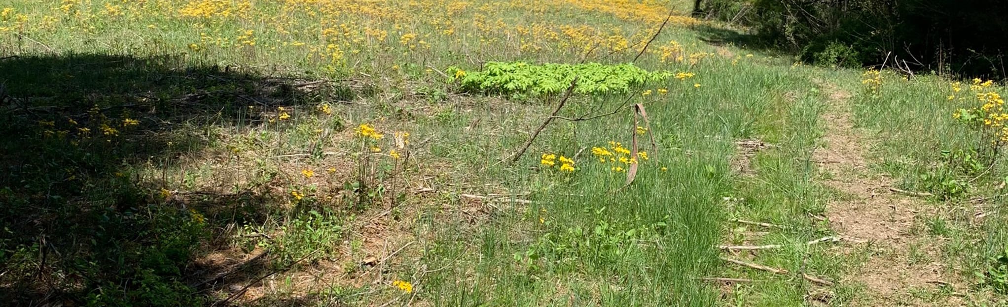 Birdseye Trail 92 Reviews, Map Indiana AllTrails