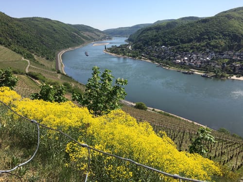 Rheinsteig Etappe 17: Lorch - Rüdesheim
