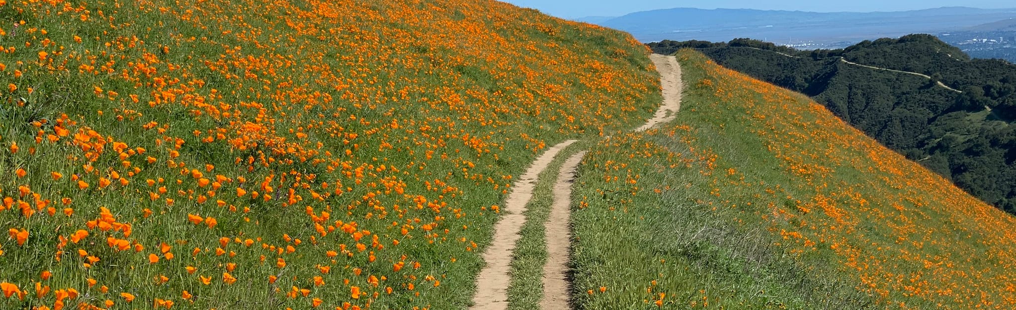 Ridge View Trail and Cuesta Trail Loop, California - 135 Reviews, Map ...