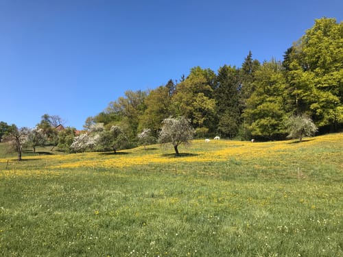 Haller Landhege am Kelterbuckel