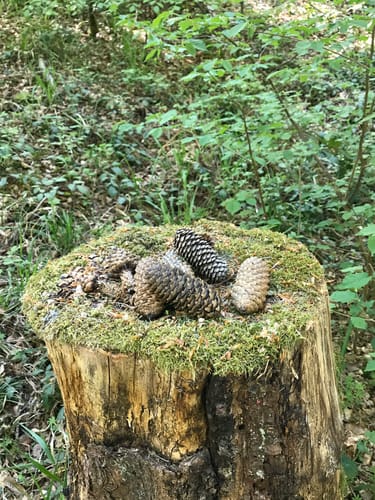 Haller Landhege am Kelterbuckel