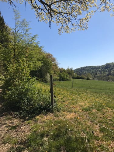Haller Landhege am Kelterbuckel