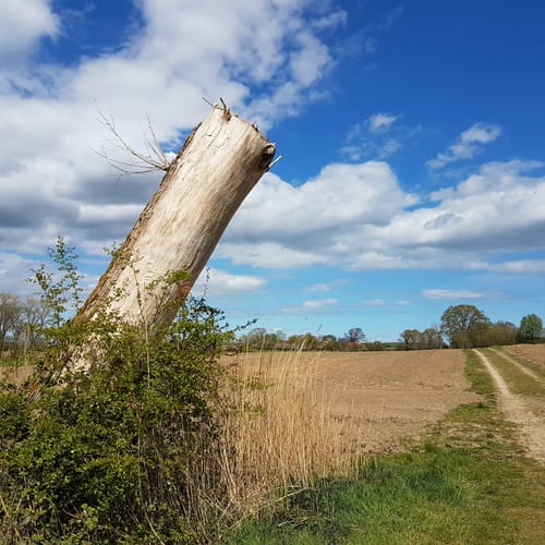 Sehestedtwald entlang des Nord-Ostee-Kanals