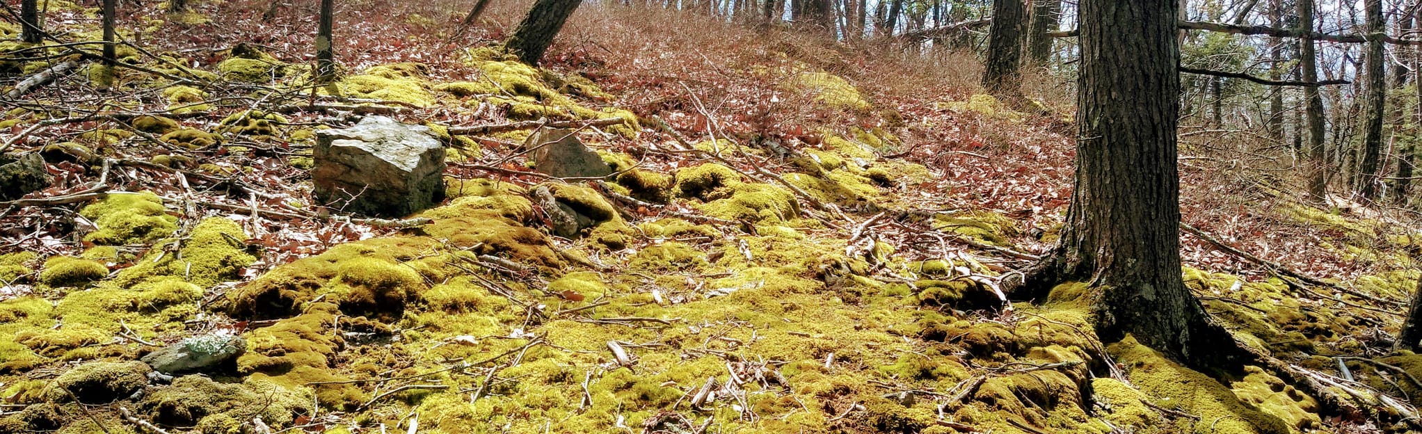 Fort Hill and South Redoubt Mountain via Beckwith Trail 40 Reviews, Map New York AllTrails