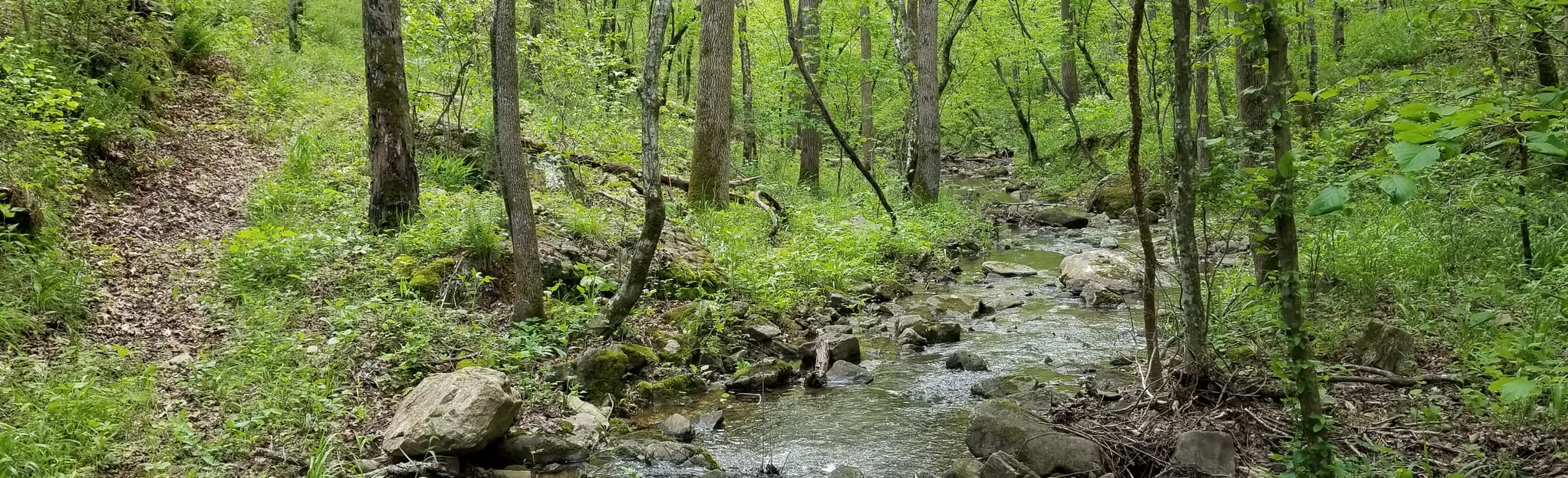 Jacks Branch Loop, Arkansas 17 Reviews, Map AllTrails