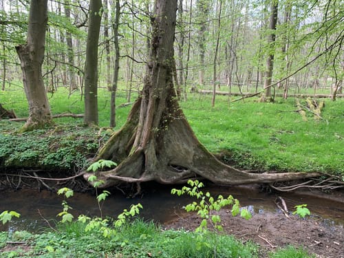 Im Mansholter Holz