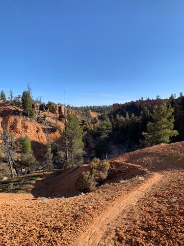 are dogs allowed in dixie national forest