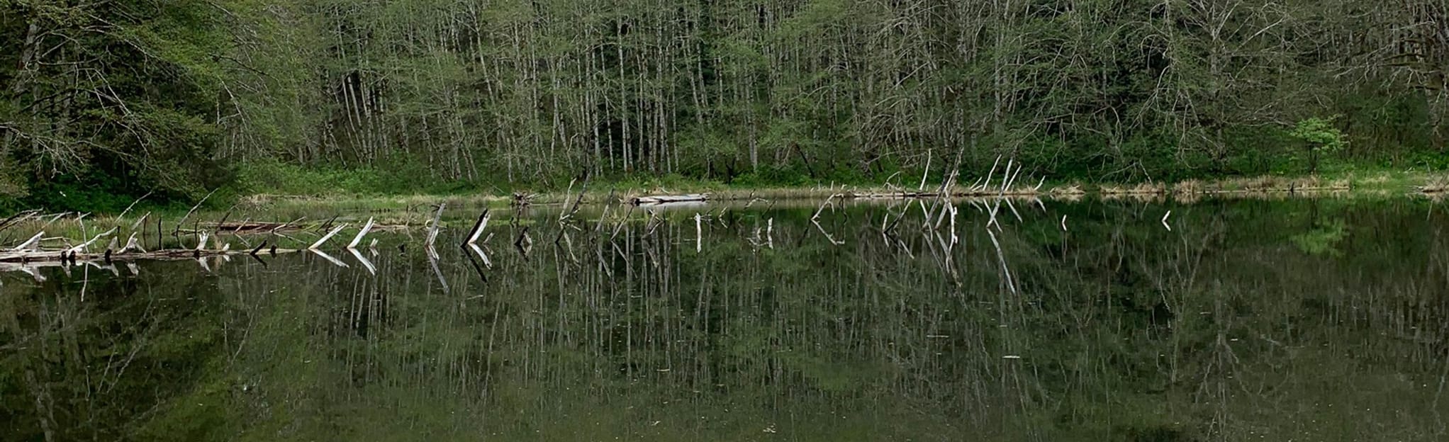 Bloom Lake Trail, Oregon 230 Reviews, Map AllTrails