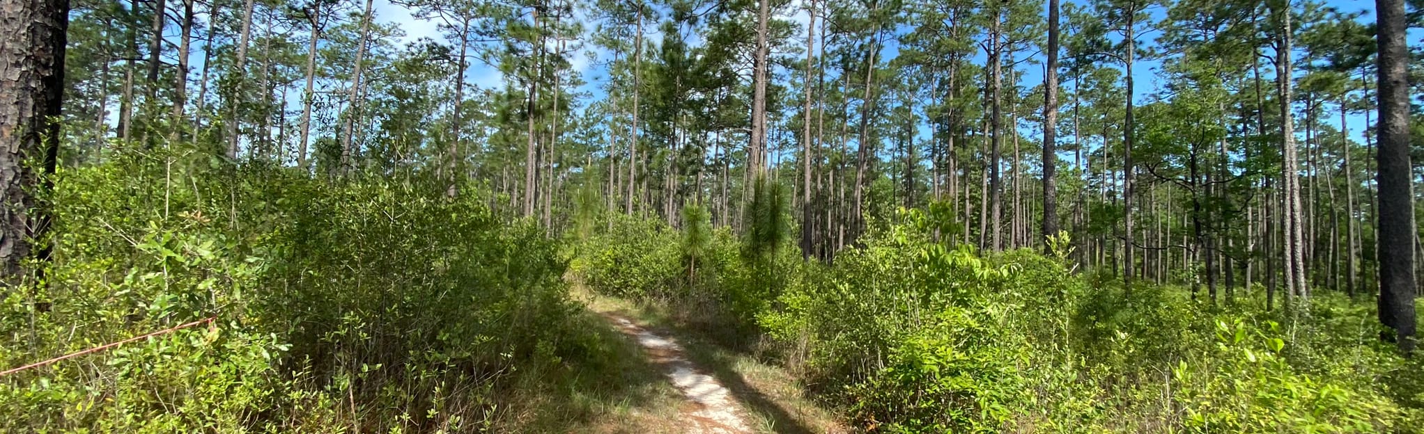 Bethel Mountain Bike Trail 202 Reviews, Map Mississippi AllTrails