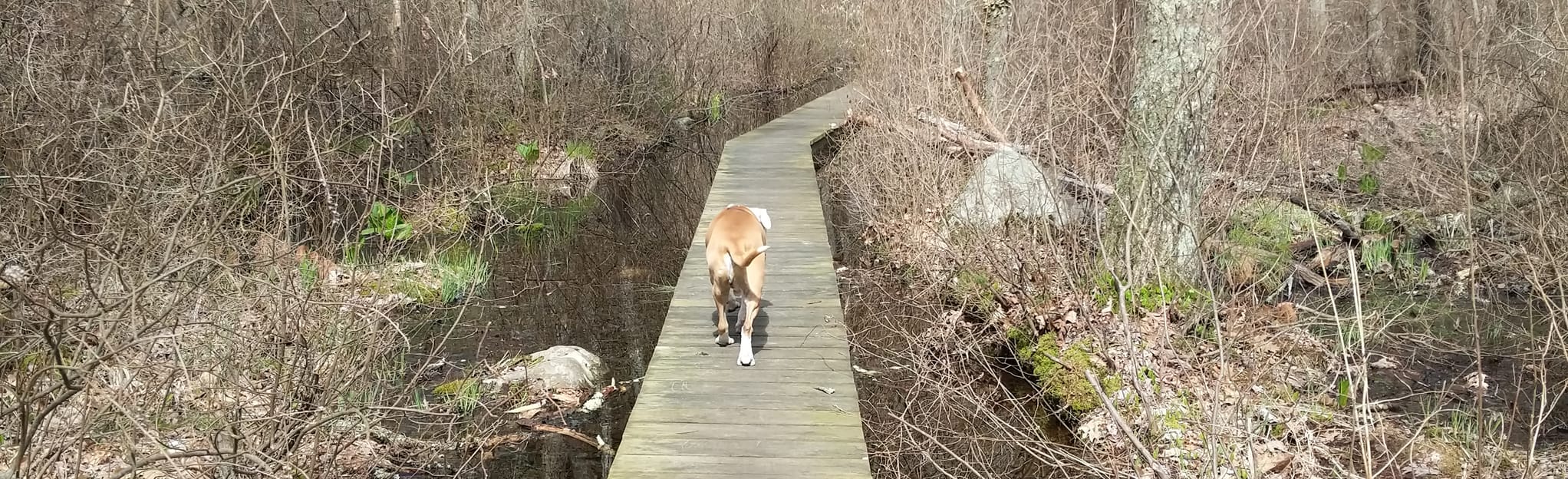 Great Woods Loop 110 fotos Massachusetts AllTrails