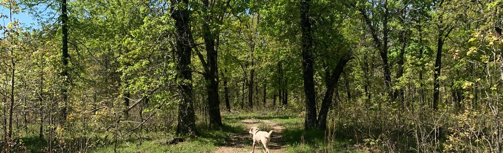 Lead Mine Conservation Area 59 Reviews, Map Missouri AllTrails