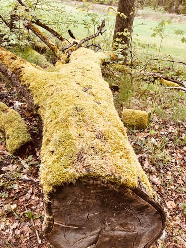In der Schorfheide zwischen Grimmnitzsee und Werbellinsee